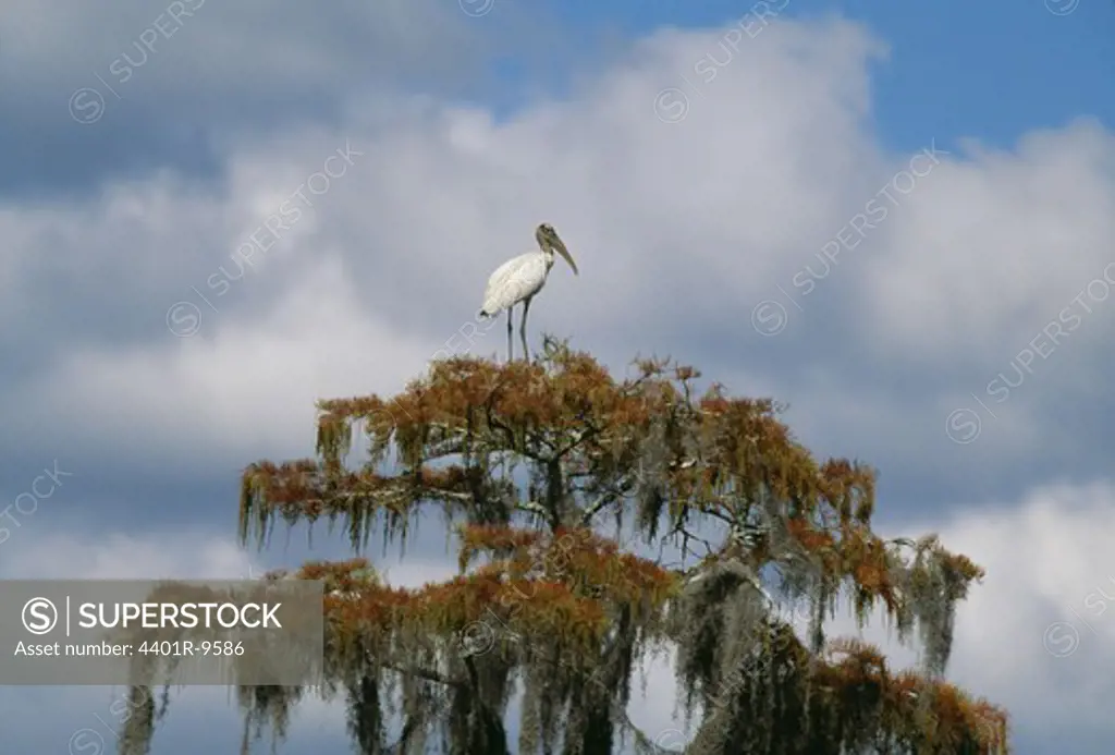 Wood stork in a tree, Okefenokee, USA.