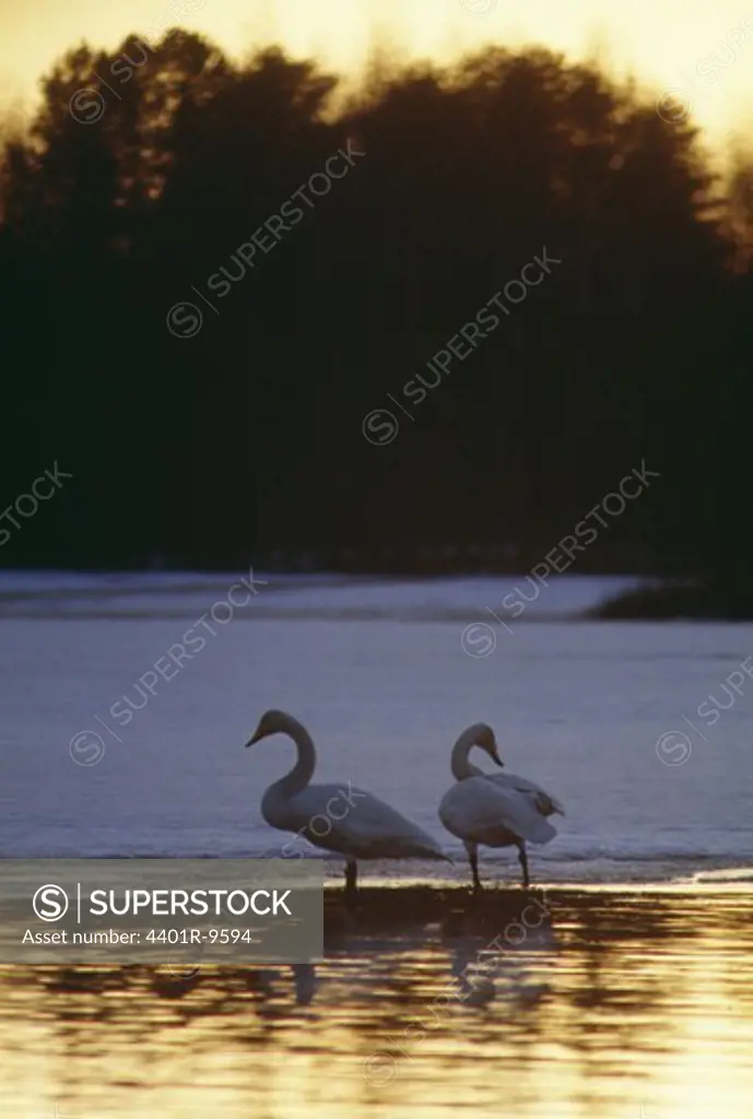 Two whooper swans, Vasterbotten, Sweden.