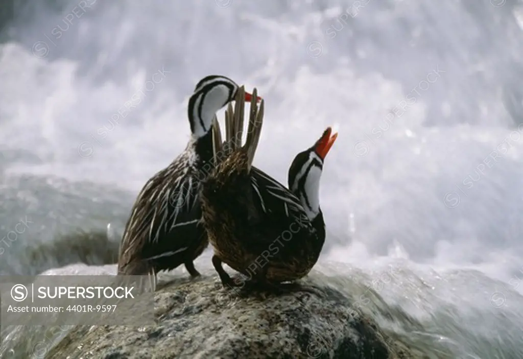 Two torrent ducks, Los Glaciares National Park, Argentina