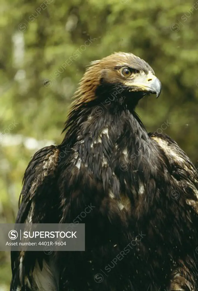 A young golden eagle, Lapland, Sweden.