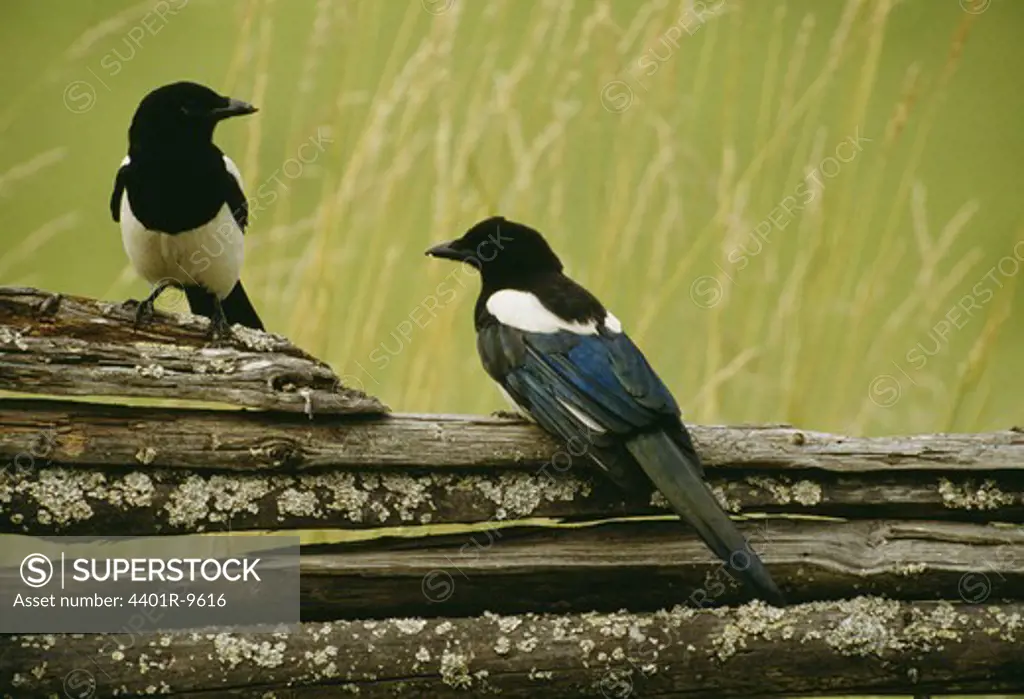 Two magpies, Smaland, Sweden.