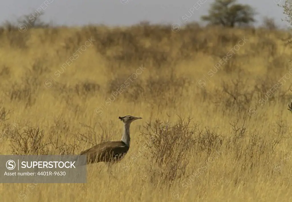 Kori bustard, Kalahari Gemsbok National Park, South Africa.