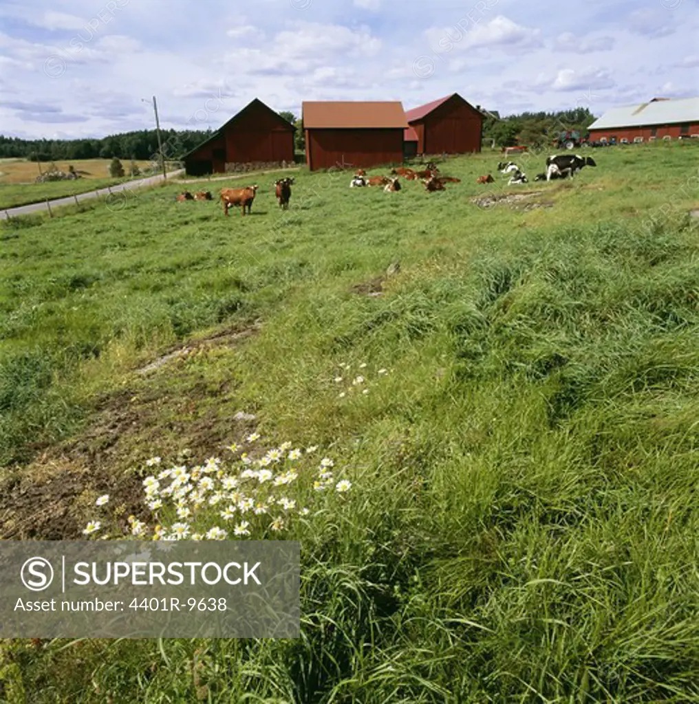 Cattle grazing in lush meadow