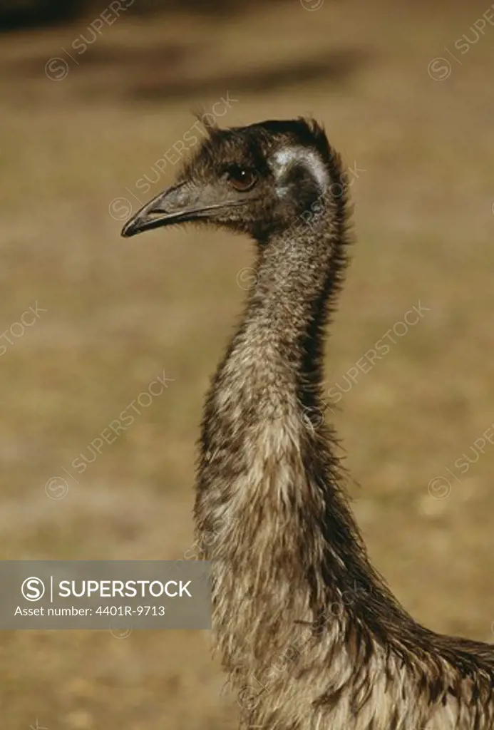 Headshot of emu