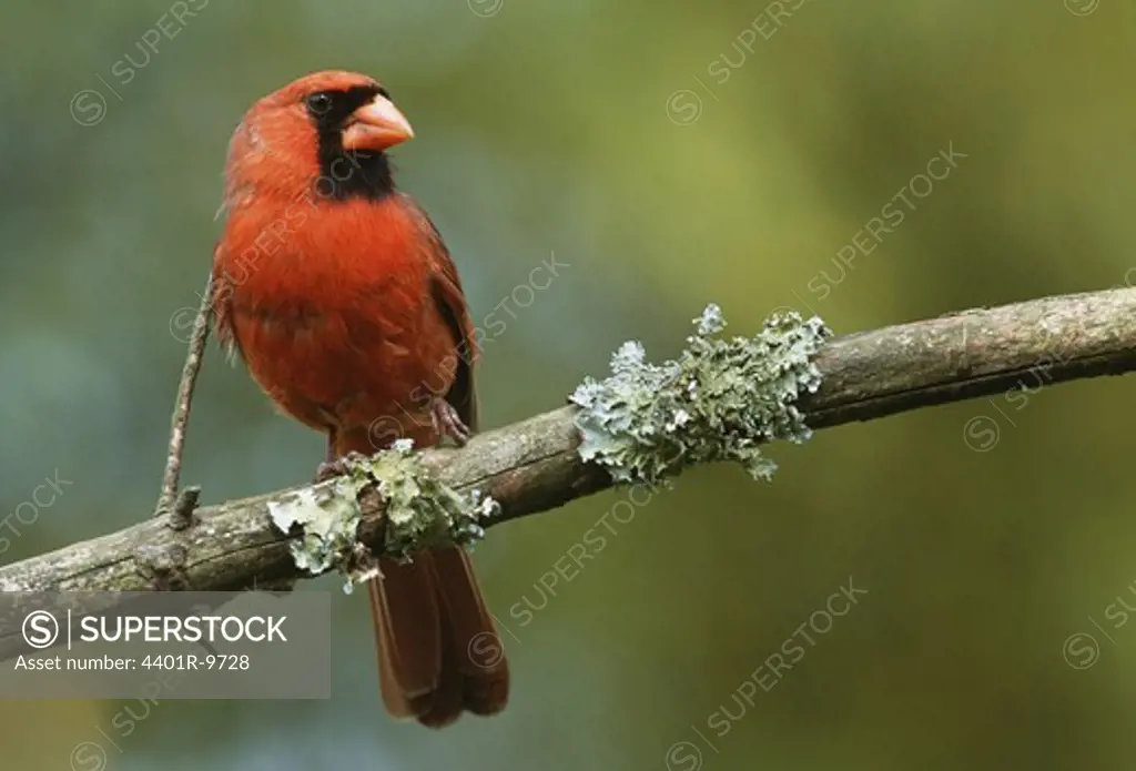 View of Cardinal bird on tree branch