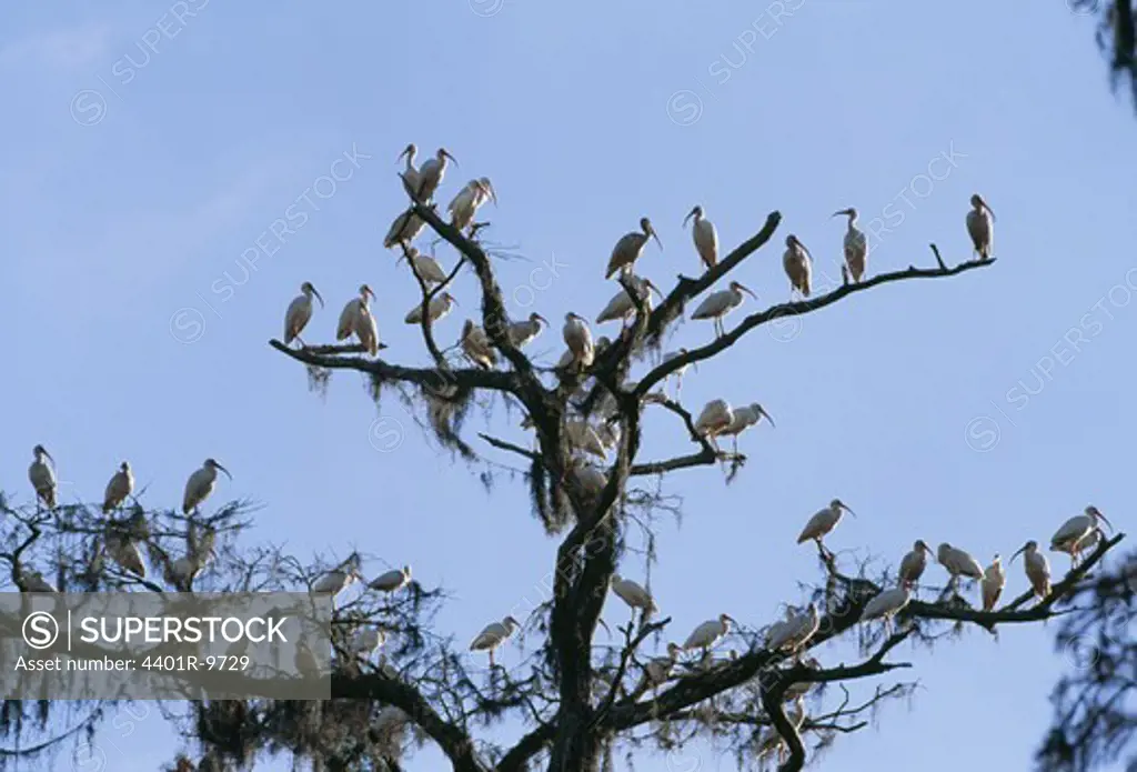 View of large group of white ibis perching on tree
