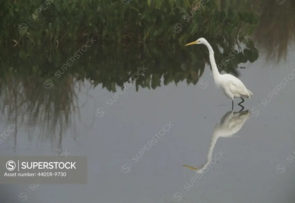 View of heron standing on shallow water