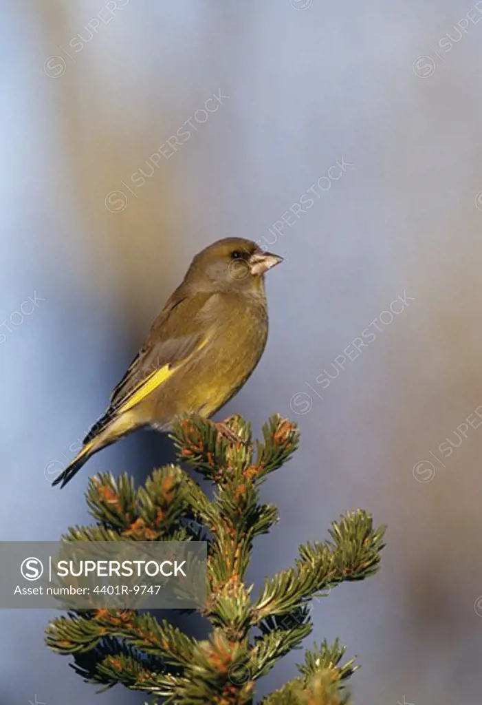View of green finch perching on tree