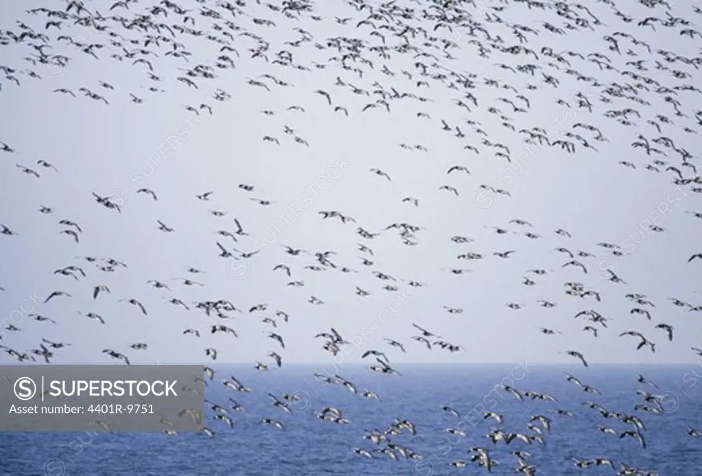 Flock of goose flying