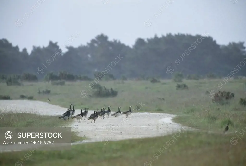 Flock of bernacle goose on landscape