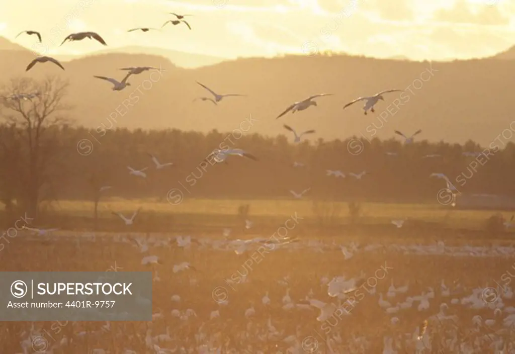 Flock of snow goose flying