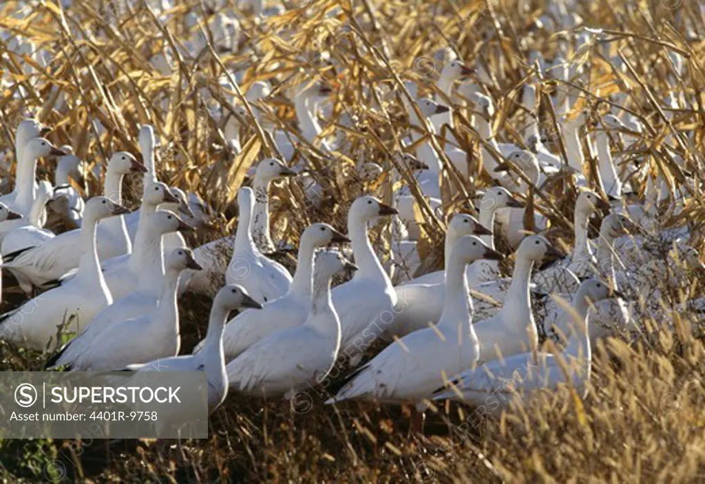 Flock of snow goose standing in grass