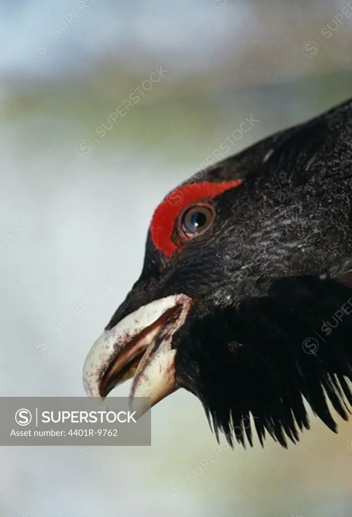 View of Capercaillie Grouse, close-up