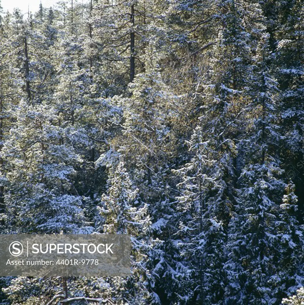Pine-forest, Lapland, Sweden.