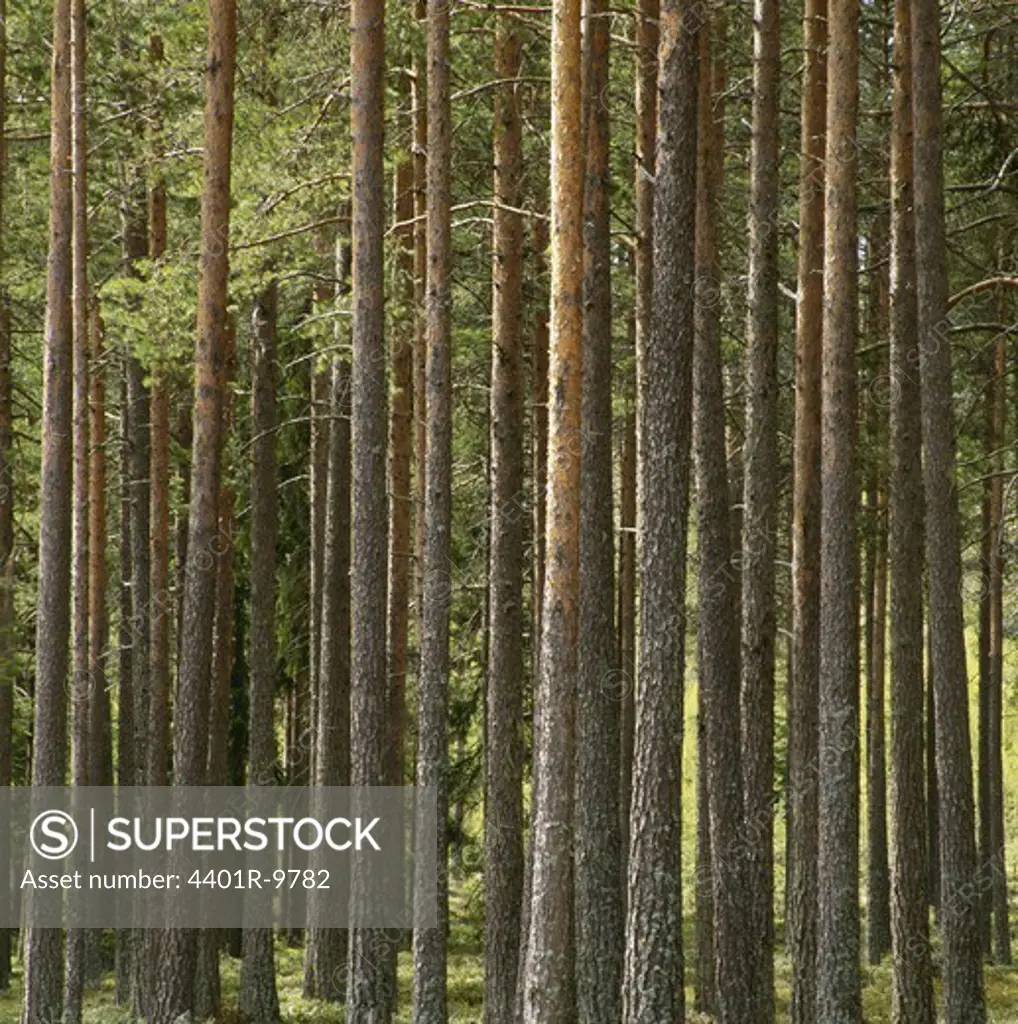 Pine forest, Angermanland, Sweden.