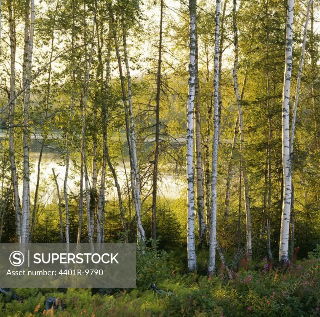 Birch-tree forest, Angermaland, Sweden.