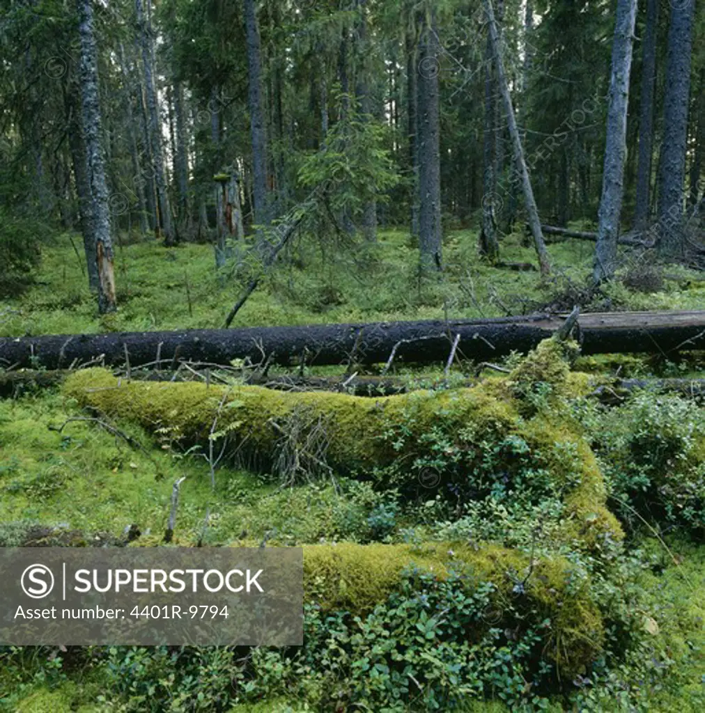 Swampy spruce forest, Angermanland, Sweden.