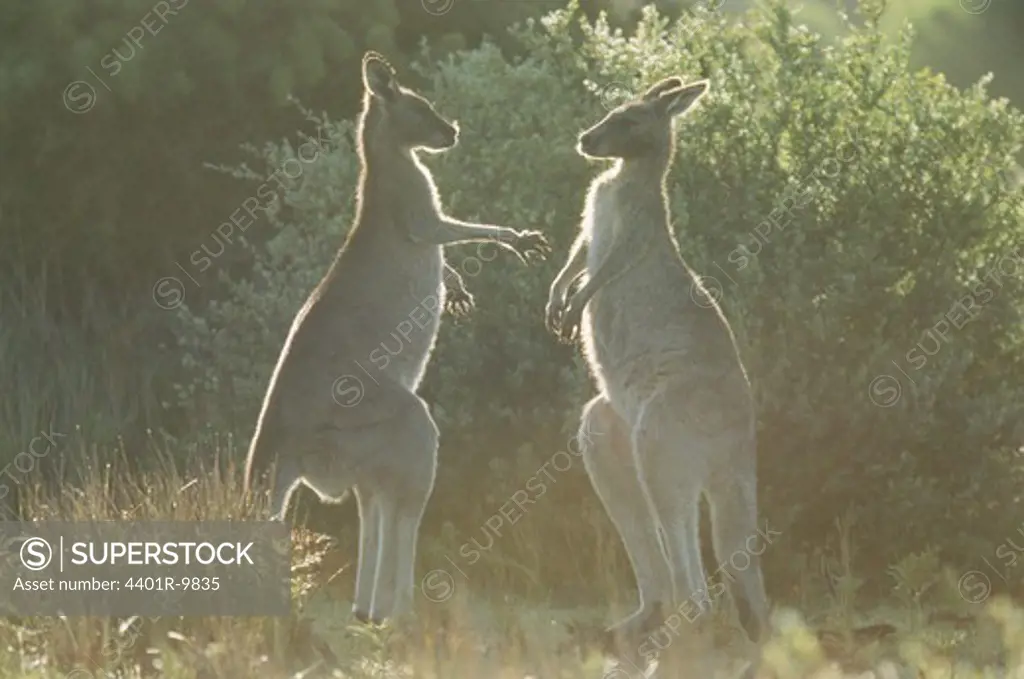 Two eastern grey kangaroo, Australia.