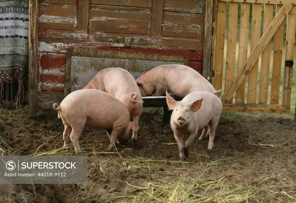 Piglets feeding at trough