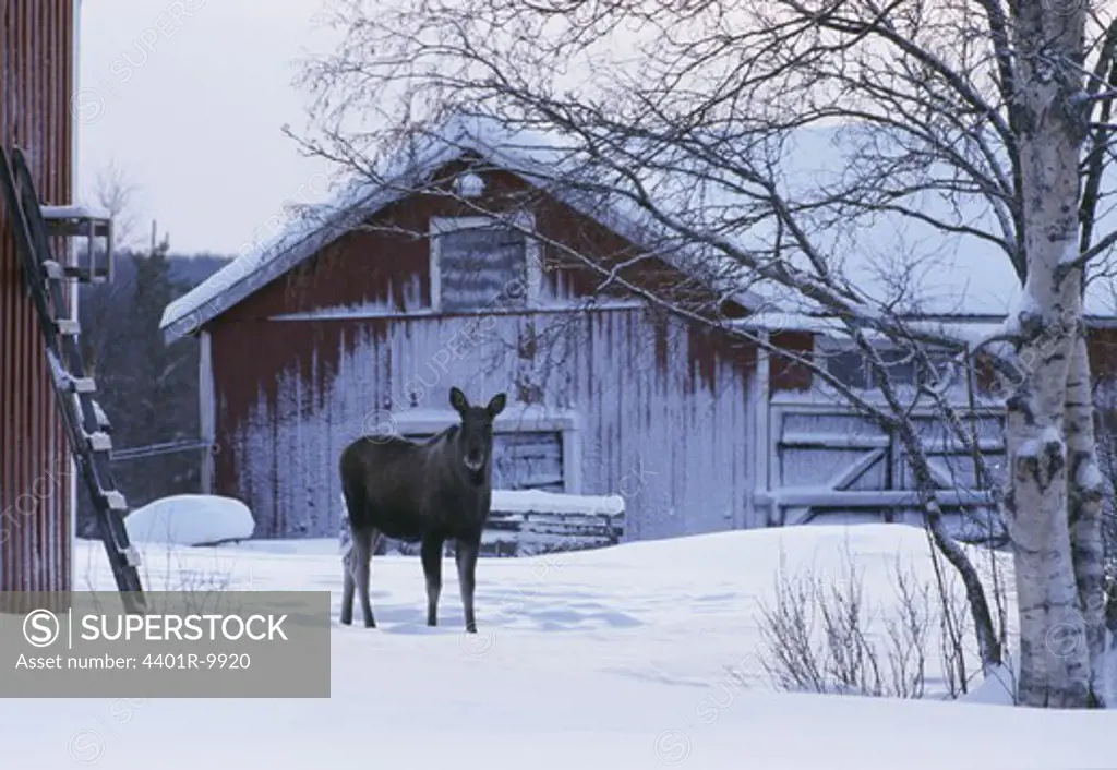 Elk standing in front of house