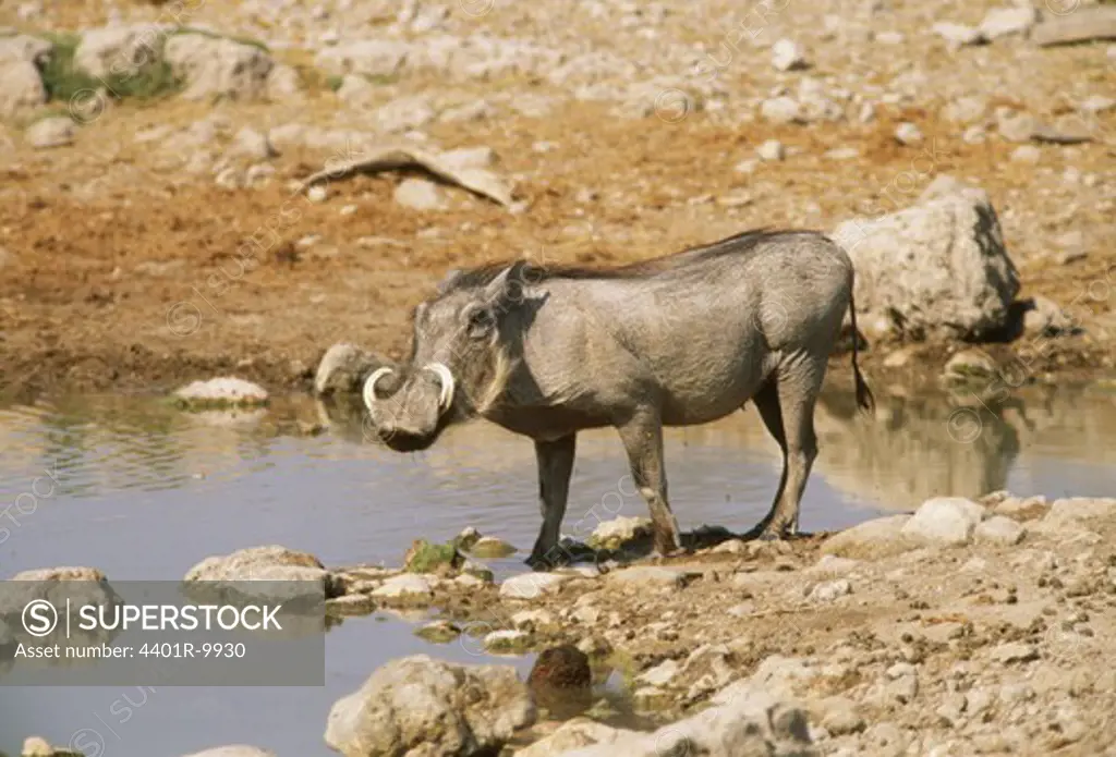 Warthog standing by lake