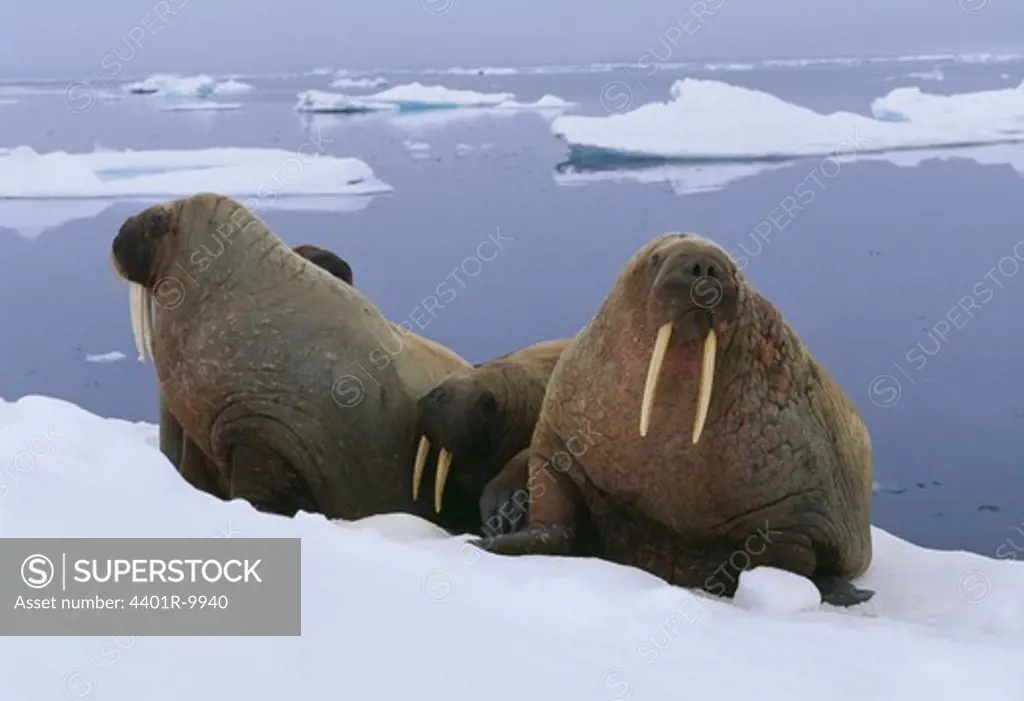 Walruses on ice floe