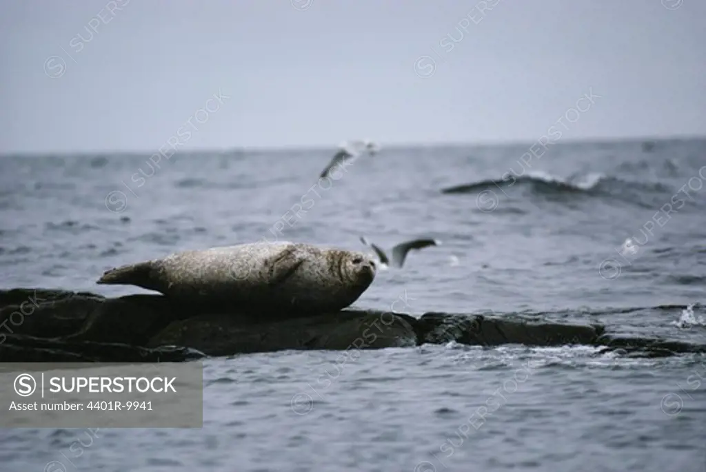 Seal lying on rock