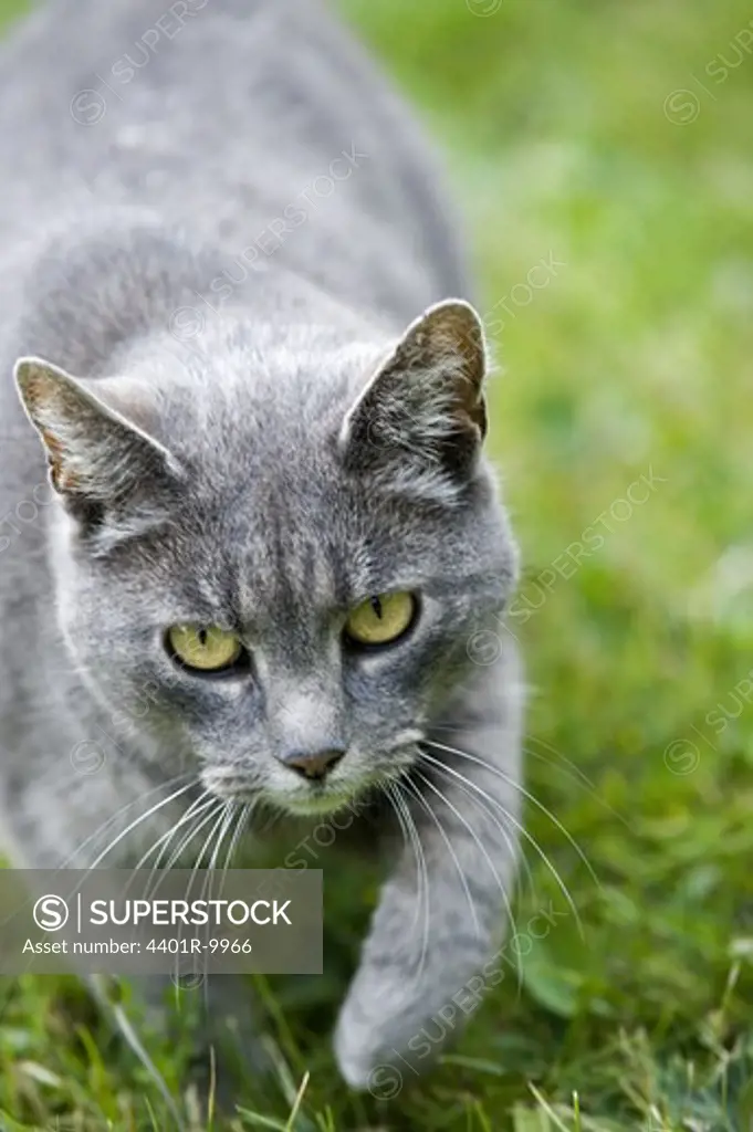A grey cat in the grass, Sweden.
