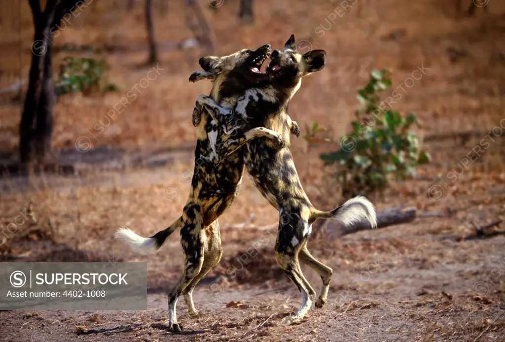 African wild dogs, Kapama, South Africa