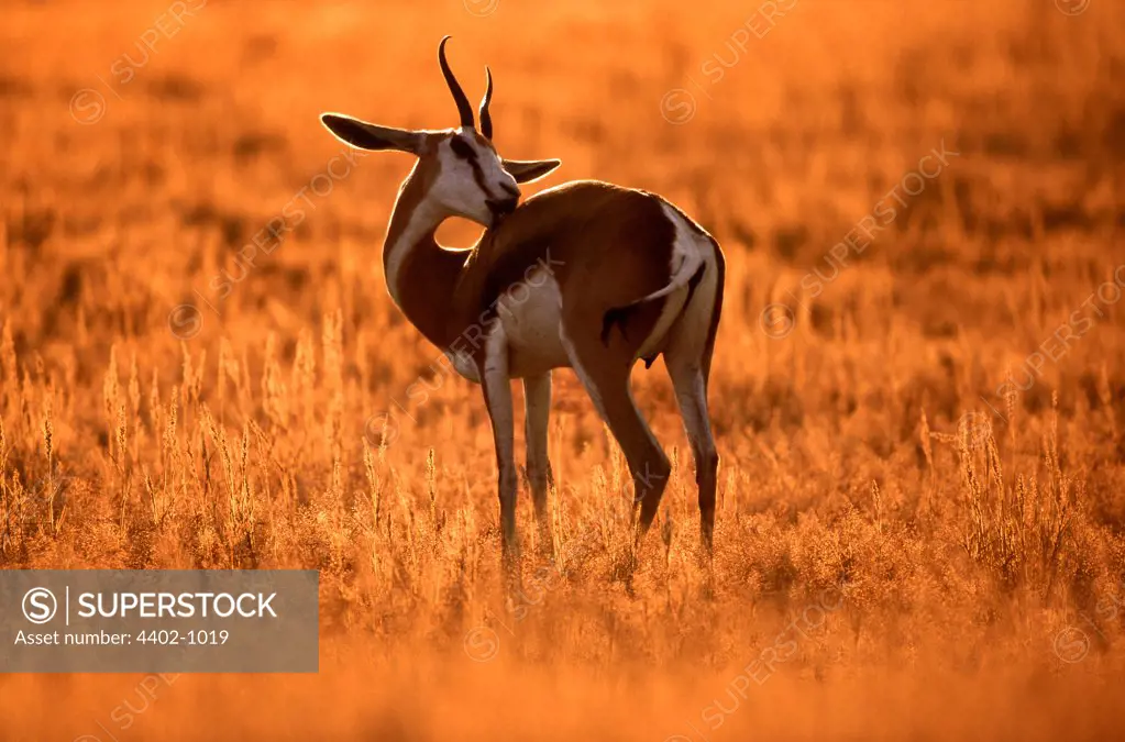 Springbok at dawn, Kalahari  National Park, South Africa