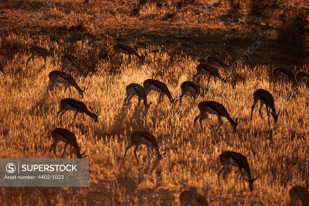 Springbok at dawn, Kalahari  National Park, South Africa