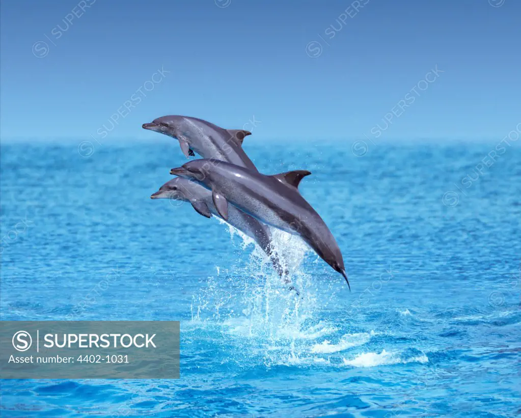 Bottlenose dolphins, South Africa