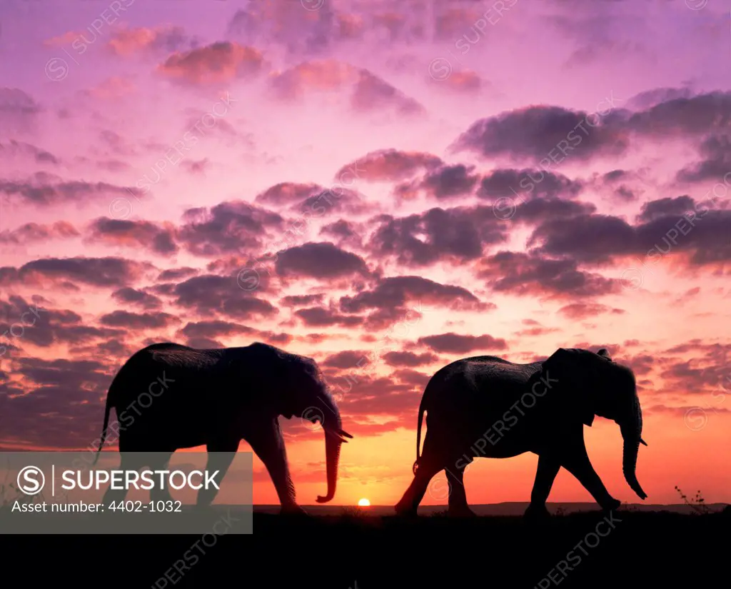 African elephants at sunset, South Africa