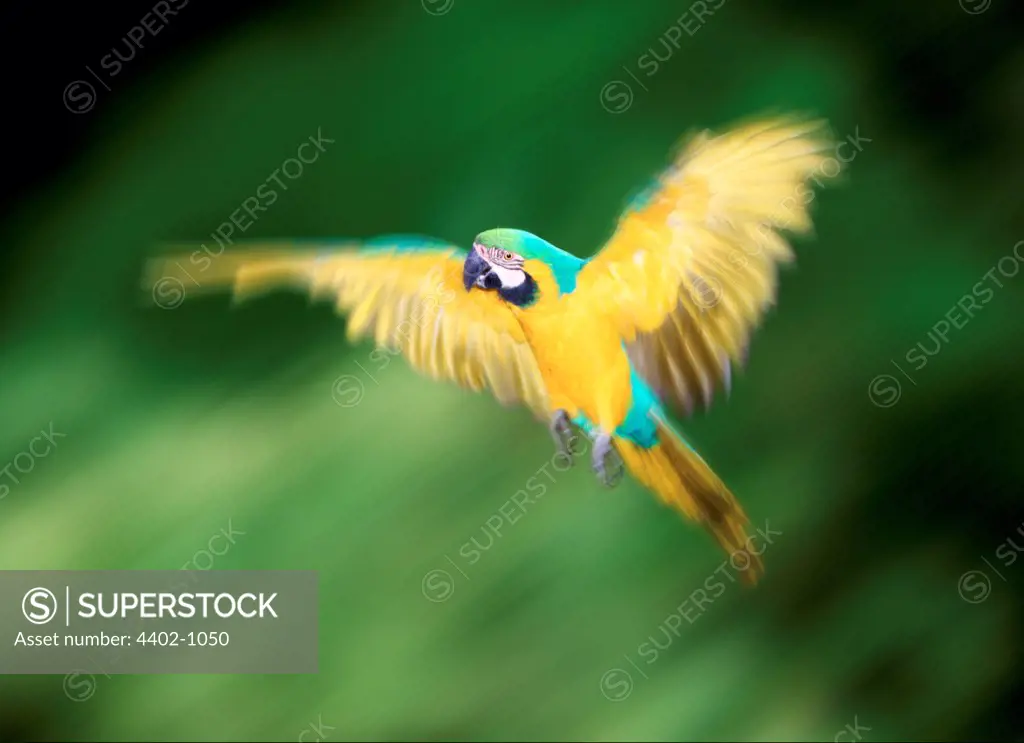 Blue and yellow (blue and gold) macaw in flight (captive)