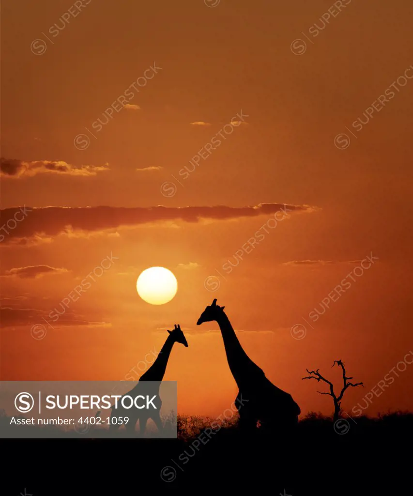 Giraffes silhouetted at sunset, South Africa