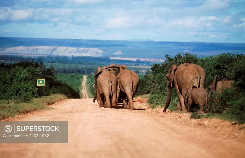 Elephants walking along road, Addo Elephant Park South Africa