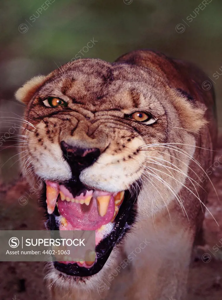 African Lioness snarling, South Africa
