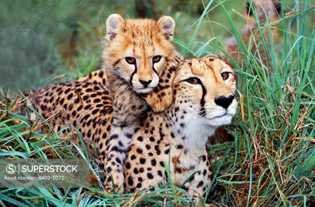 Cheetah mother and cub, South Africa