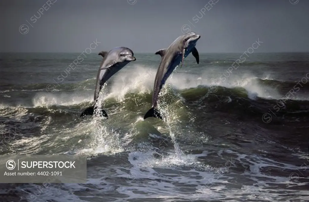 Dolphins leaping out of a wave, South Africa