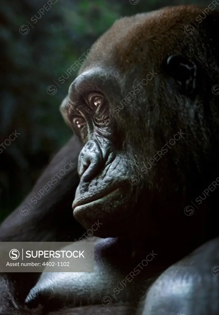 Female western lowland gorilla (Captive)