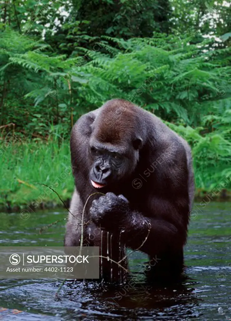Western lowland gorilla drinking (captive)