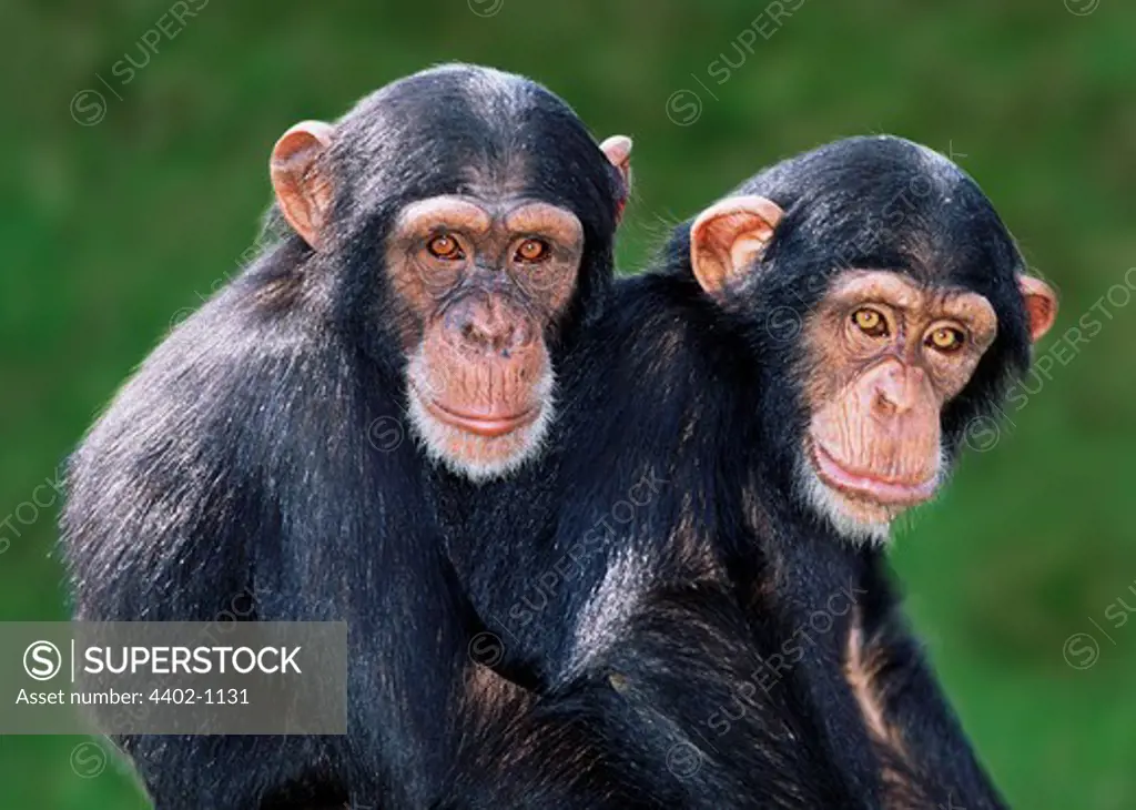 Young chimpanzees (captive)