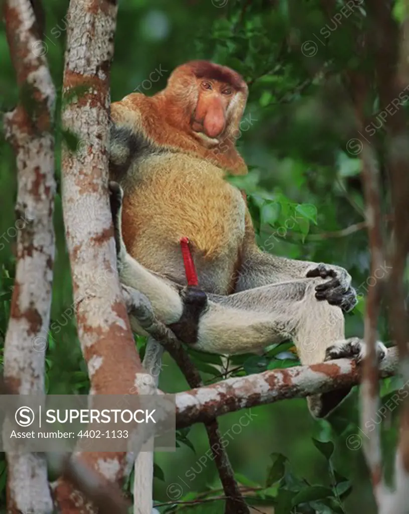 Male proboscis monkey, Borneo