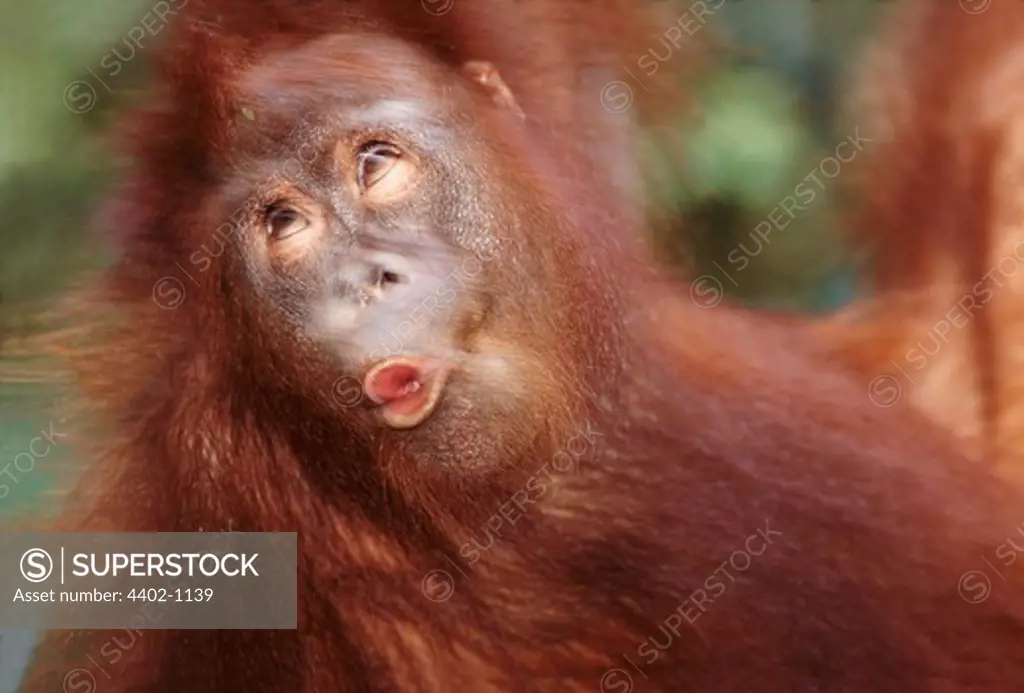 Young Bornean orangutan swinging through the trees, Borneo