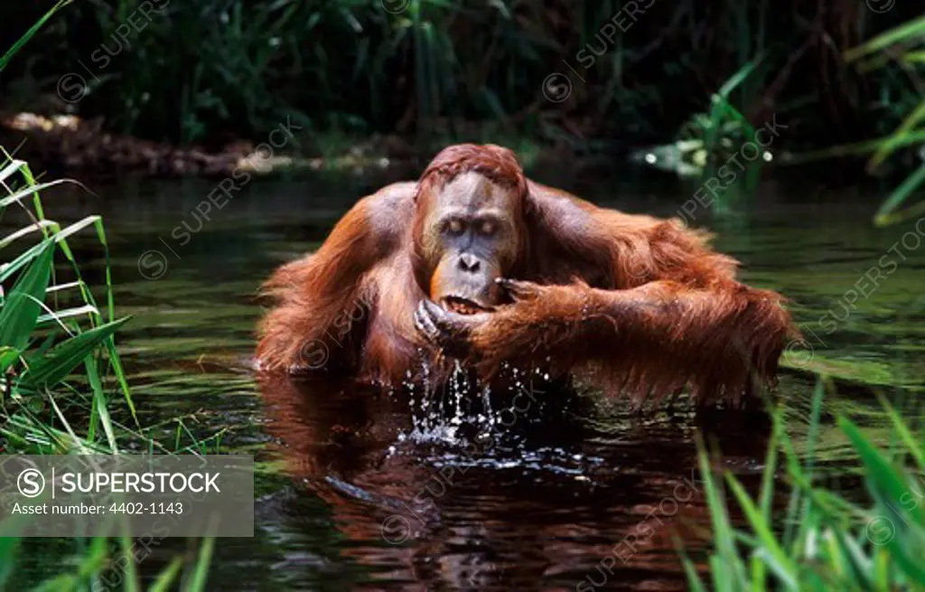 Immature male Bornean orangutan drinking, Borneo
