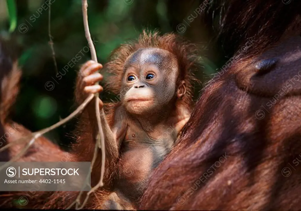 Baby Bornean orangutan with mother, Tanjung Puting, Borneo
