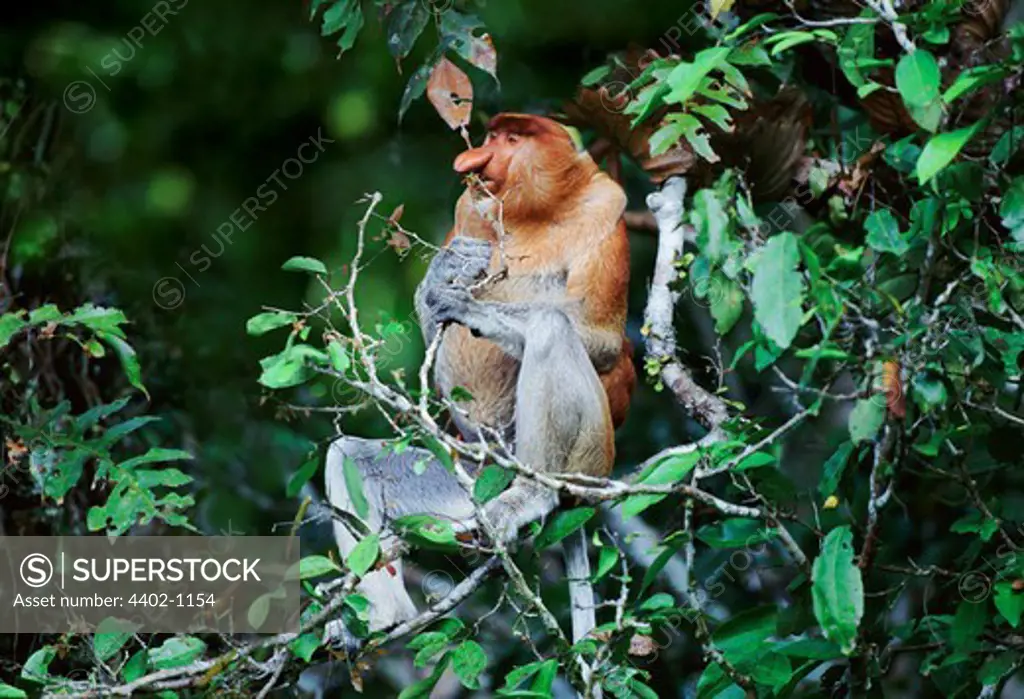 Proboscis monkey eating, Borneo