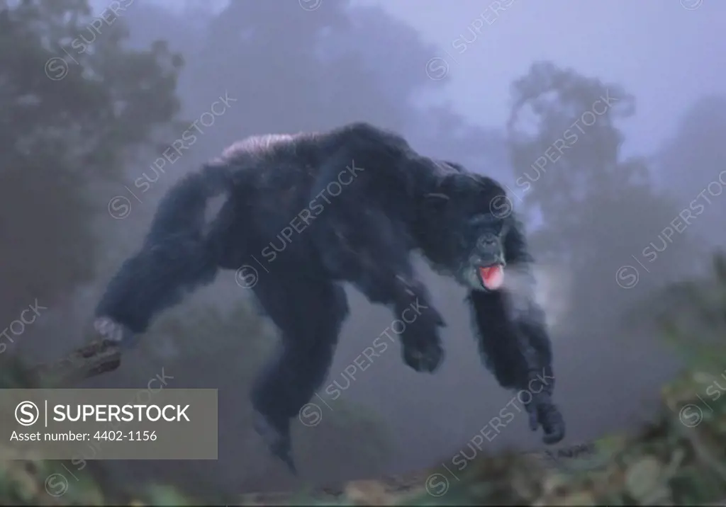 Chimpanzee leaping in the early morning mist. (captive)