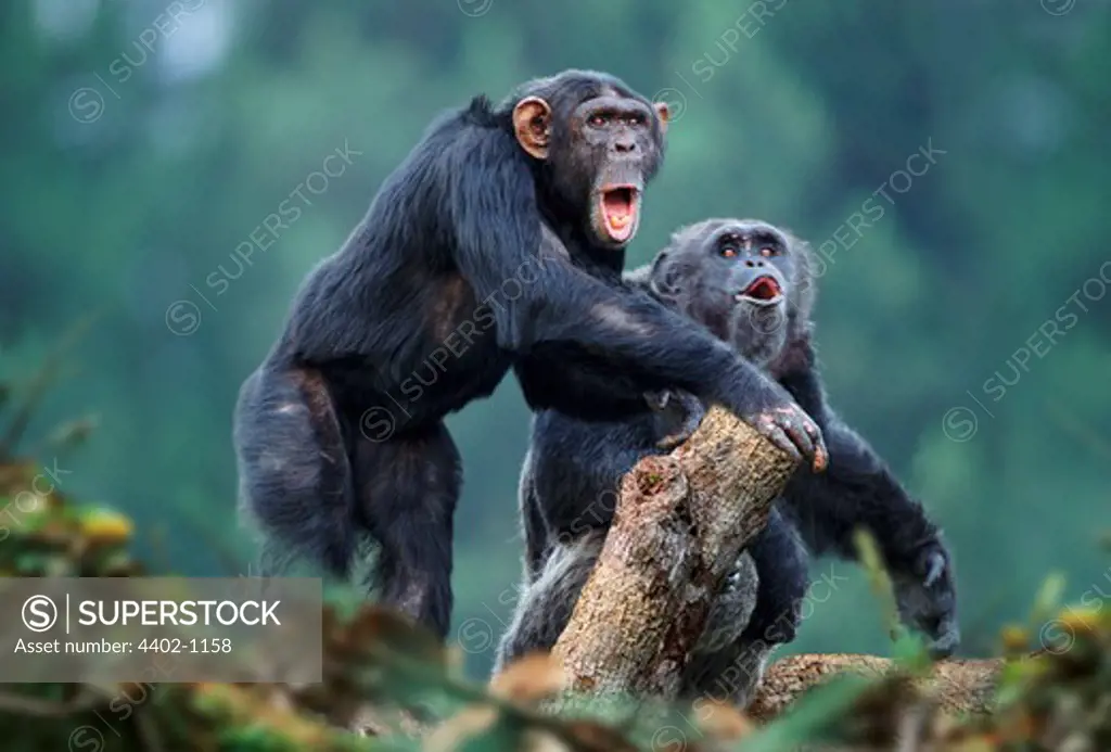 Male chimpanzees displaying (captive)