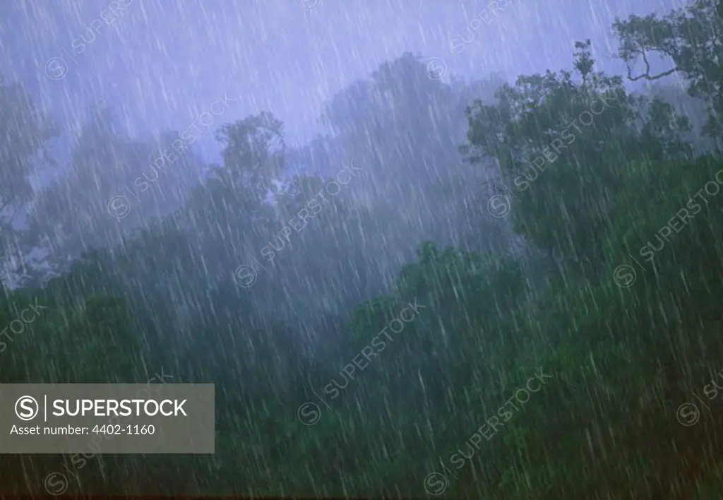 Rainstorm in tropical rainforest, Borneo